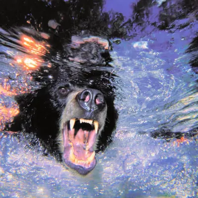 Bears, #35