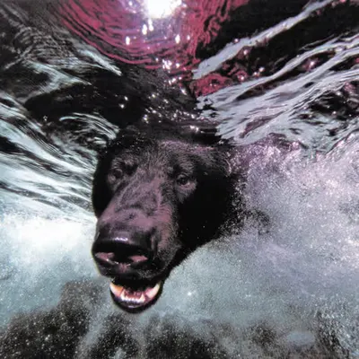 Bears, #36