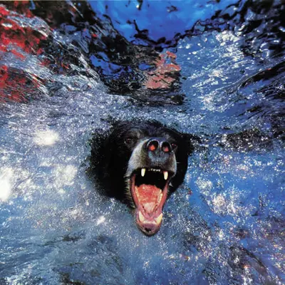Bears, #37