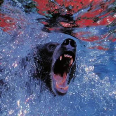 Bears, #38