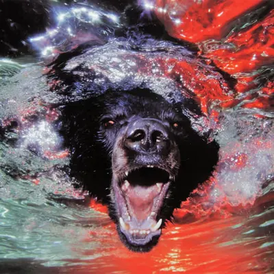 Bears, #4