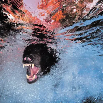 Bears, #40