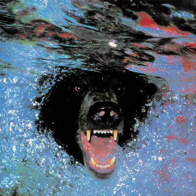 Bears, #41