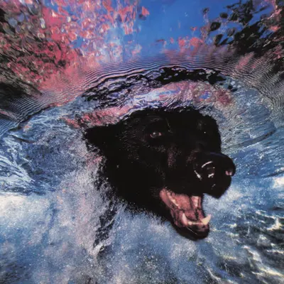 Bears, #42