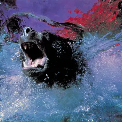 Bears, #43