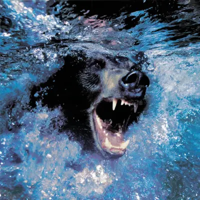 Bears, #44