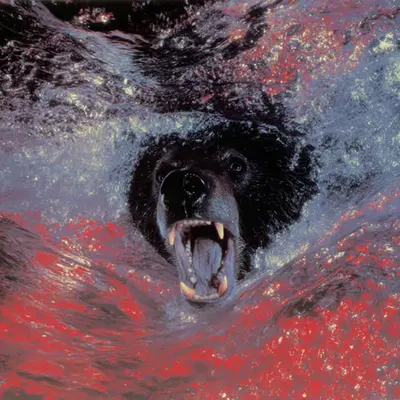 Bears, #45