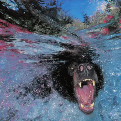 Bears, #46