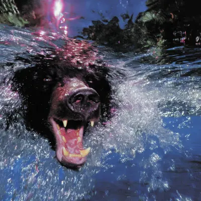Bears, #48