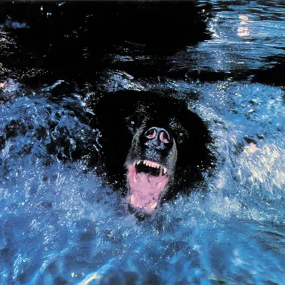 Bears, #49