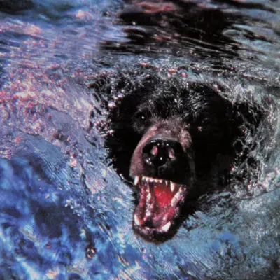 Bears, #5