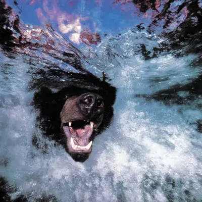 Bears, #7