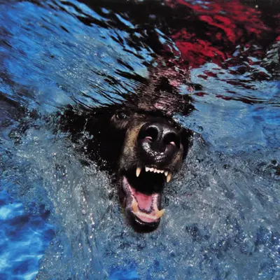Bears, #8