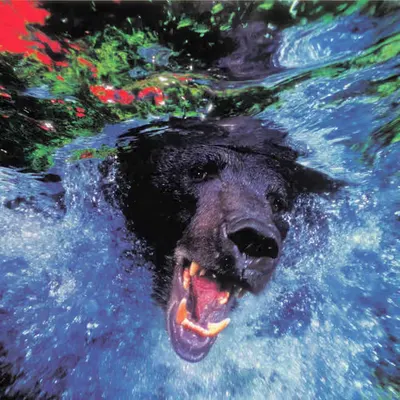 Bears, #9