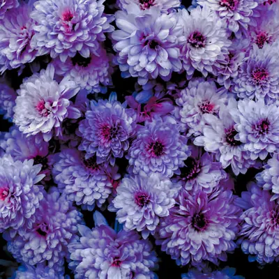 FlowerField • 1