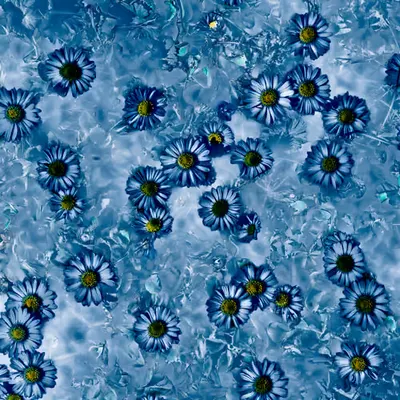 FlowerField • 3