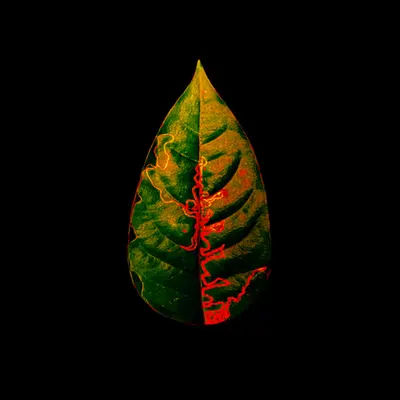Amazônia • 3