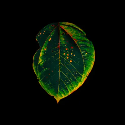 Amazônia • 1