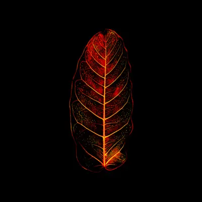 Amazônia • 11