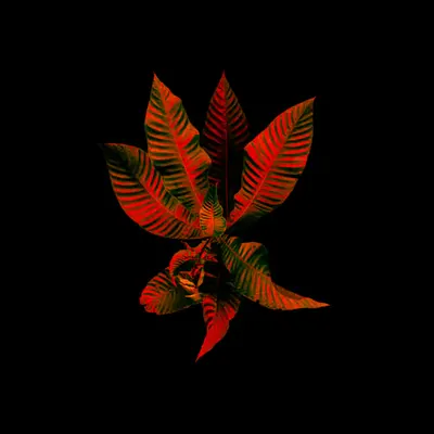 Amazônia • 8