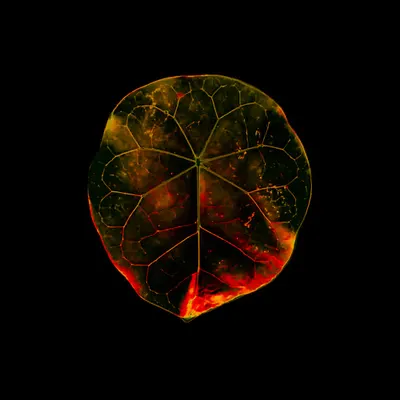 Amazônia • 7