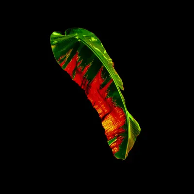 Amazônia • 4