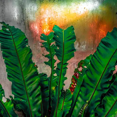 Greenhouse • 2
