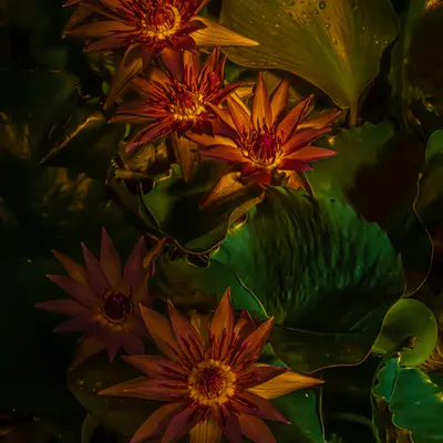 Greenhouse • 3