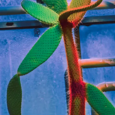 Greenhouse • 6