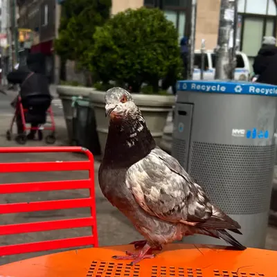 Myrtle-Wyckoff pigeon  <3 
