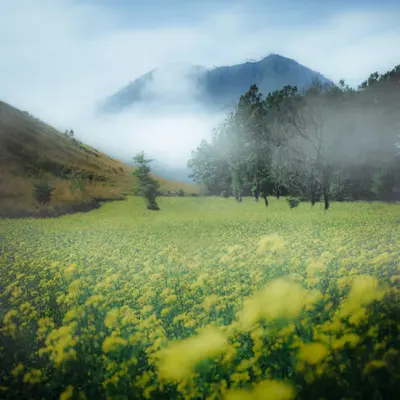 Misty Garden #1/11