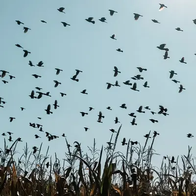 The Birds