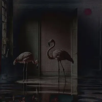 Flamingos