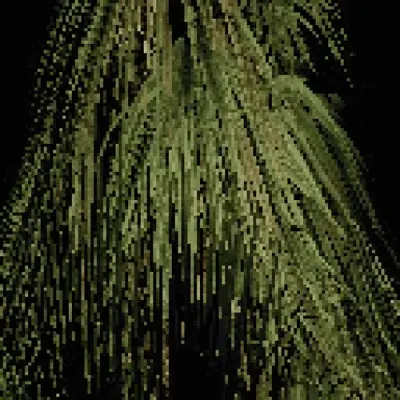 Chamaerops humilis - European fan palm #1
