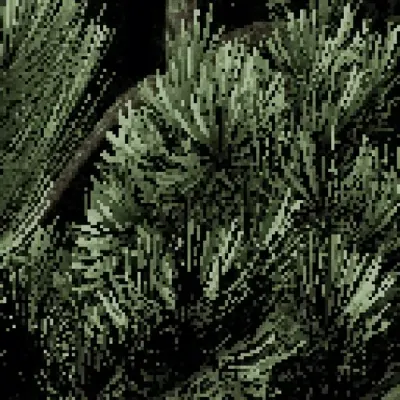 Pinus mugo - Mountain pine