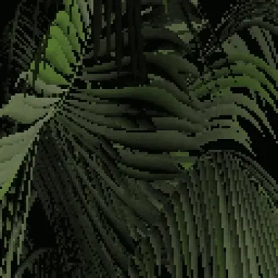 Dactylifera phoenix - Date Palm
