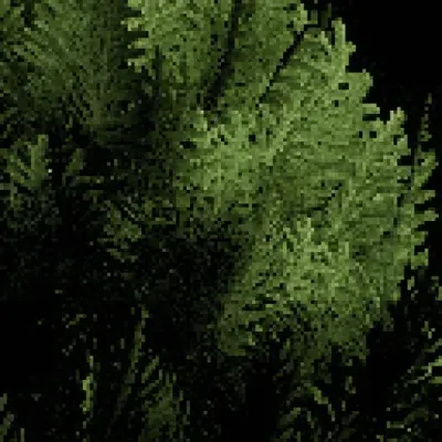 Thuja occidentalis - Thuja