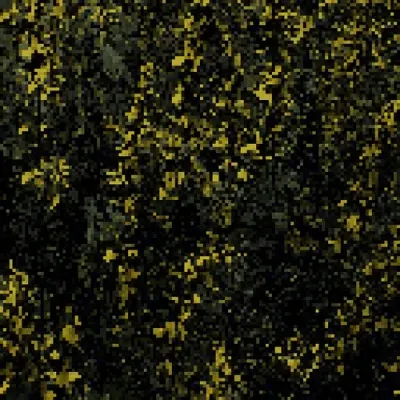 Cytisus scoparius - Common Broom