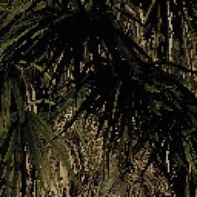 Chamaerops humilis - European fan palm #3