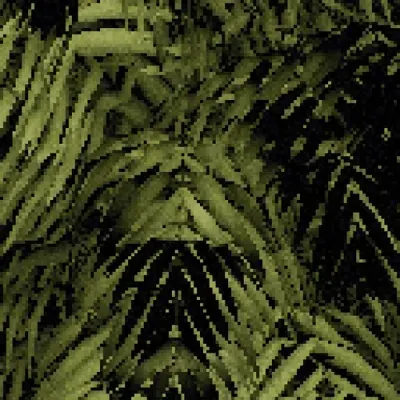 Cocos nucifera - Coconut palm #1
