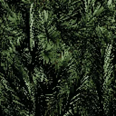 Pinus parviflora - Five-needle pine #1