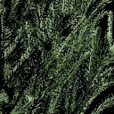 Pinus parviflora - Five-needle pine #2