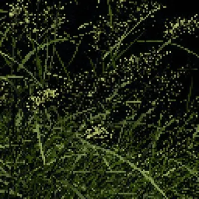Pennisetum alopecuroides - Chinese Fountain Grass
