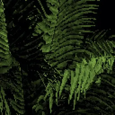 Matteuccia struthiopteris - Ostrich fern
