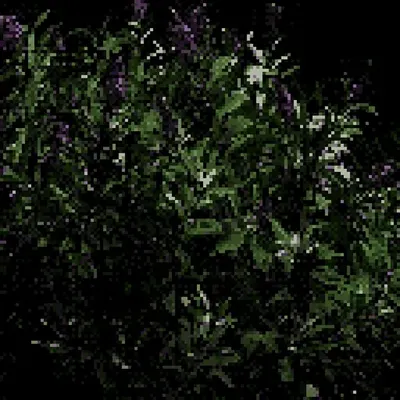 Buddleia davidi - Butterfly Bush