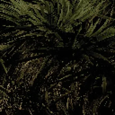 Chamaerops humilis - European fan palm #2