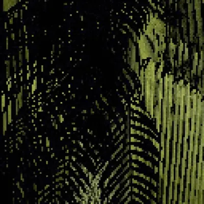 Cocos nucifera - Coconut palm #2