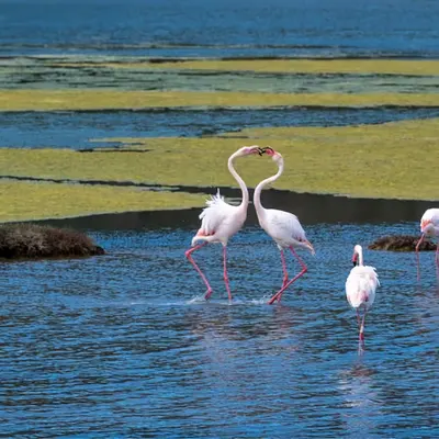 Flamingos