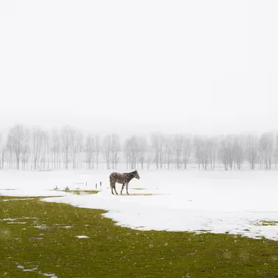 Alone Under the Snow
