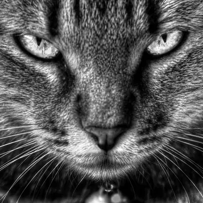 Deep Eyes
